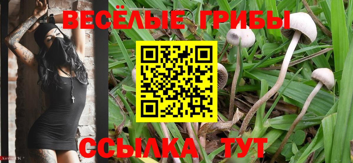 Междуреченск  где купить наркотик  Вход с VPN  Галлюциногенные грибы Magic Shrooms 